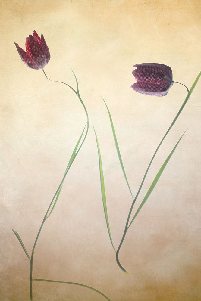 Fritillare II