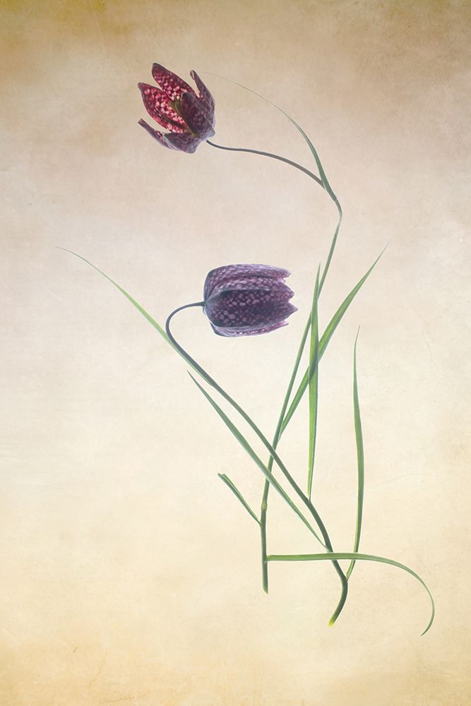 Fritillare III