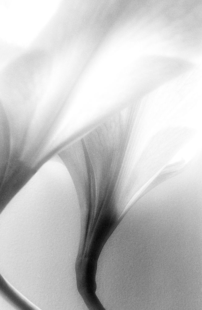 Jeavenly