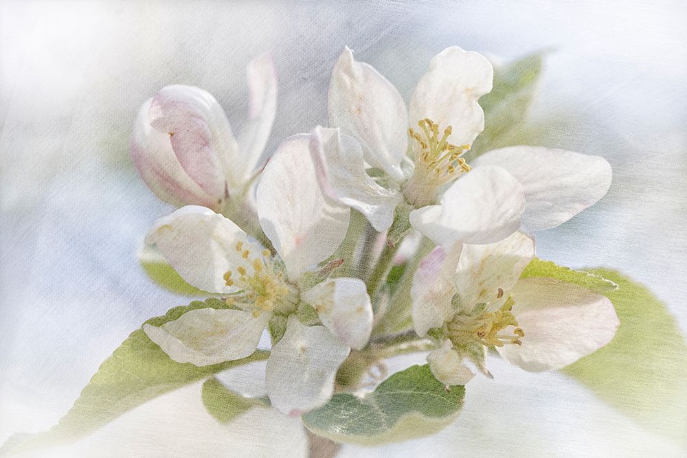 Spring Blossoms