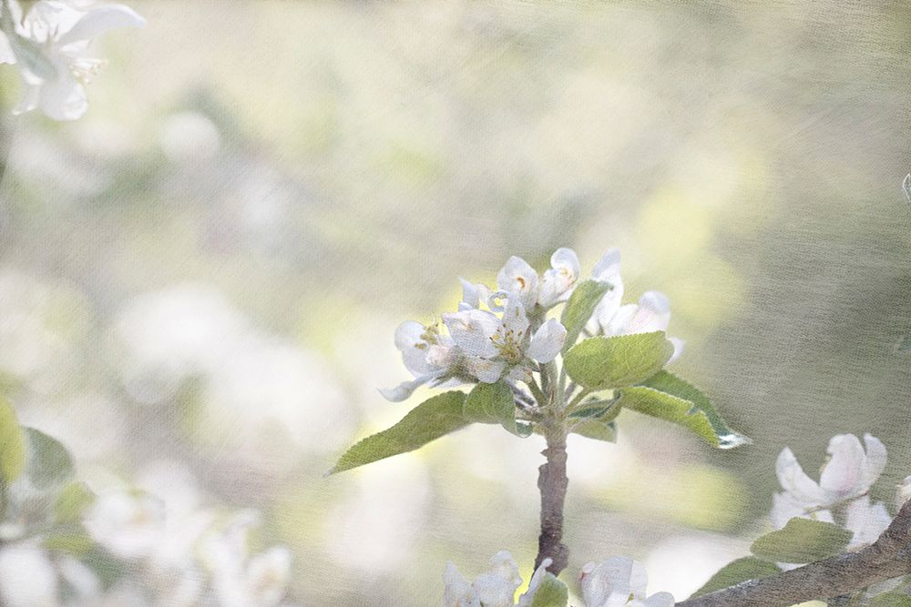 Apple Tree