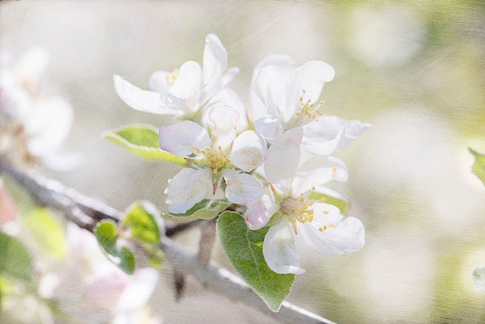 Apple Blossoms