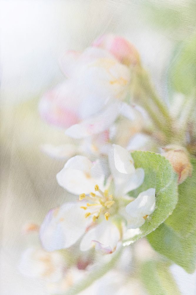 Sunlit Blossom