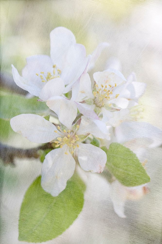 Blooms