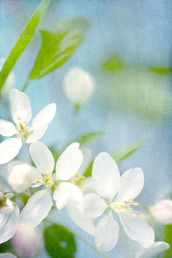 Spring Time