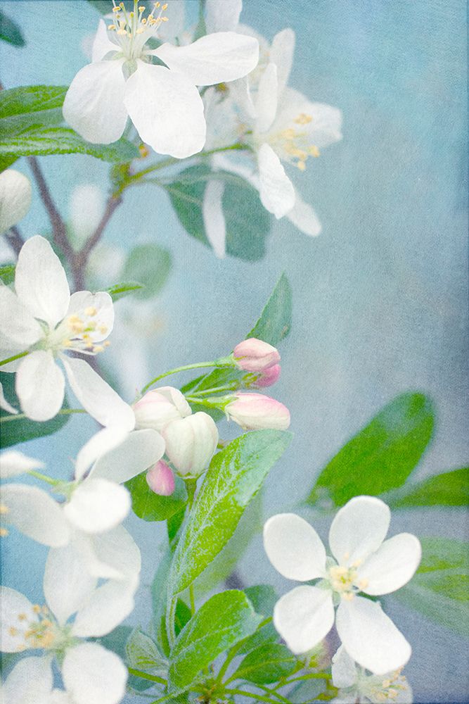 White Blossoms