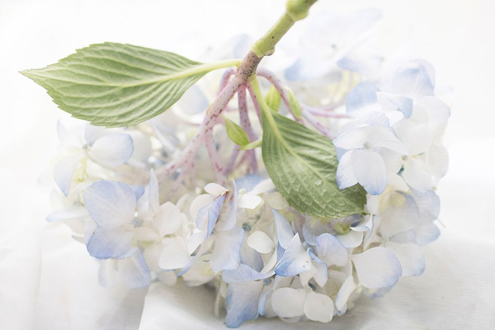 Blue Hydrangea