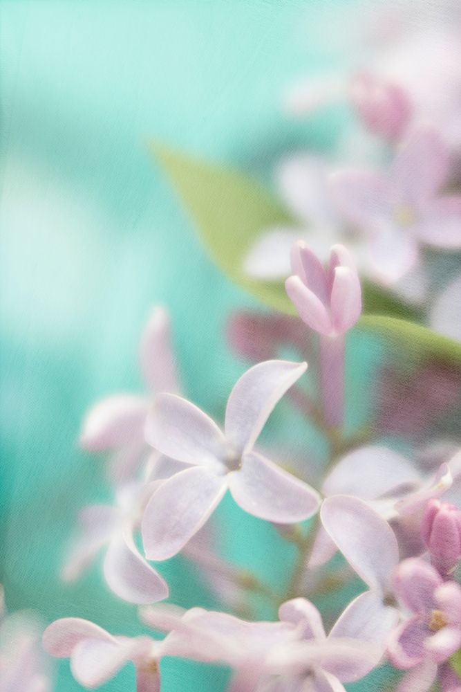 Lilac Flower