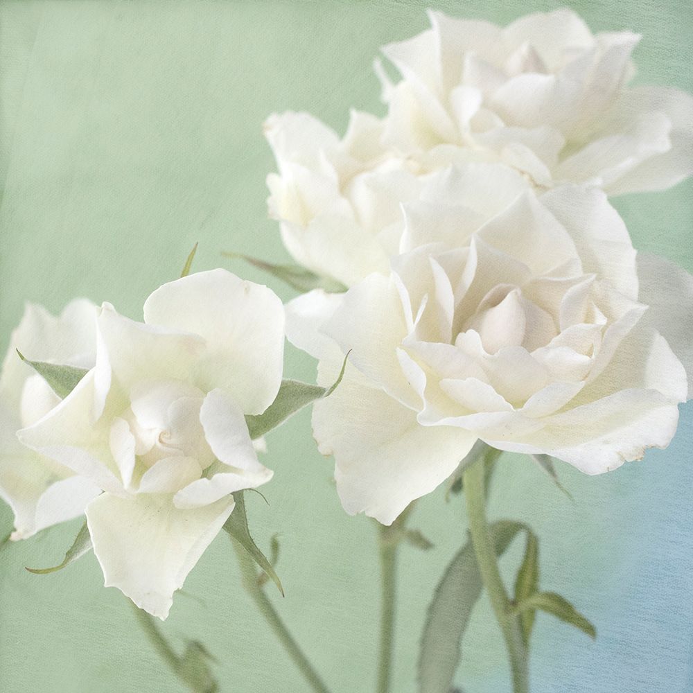 White Rose