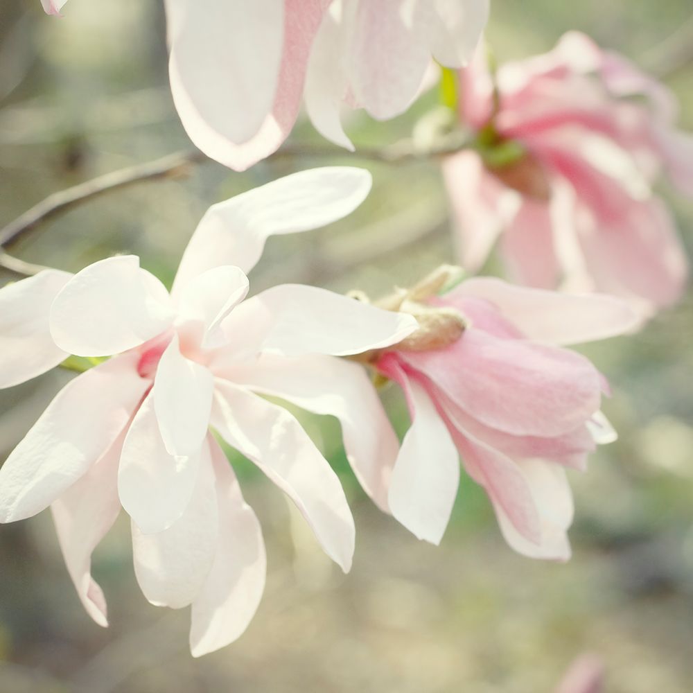Magnolias