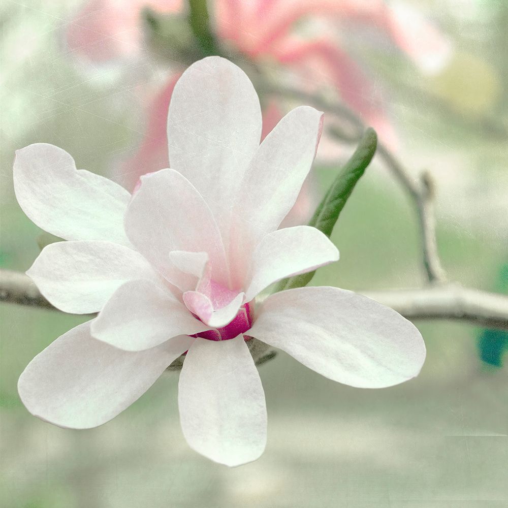 Magnolia Blossom
