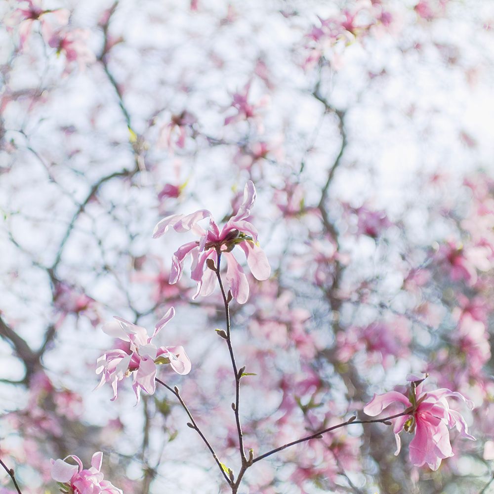 Magnolia Tree