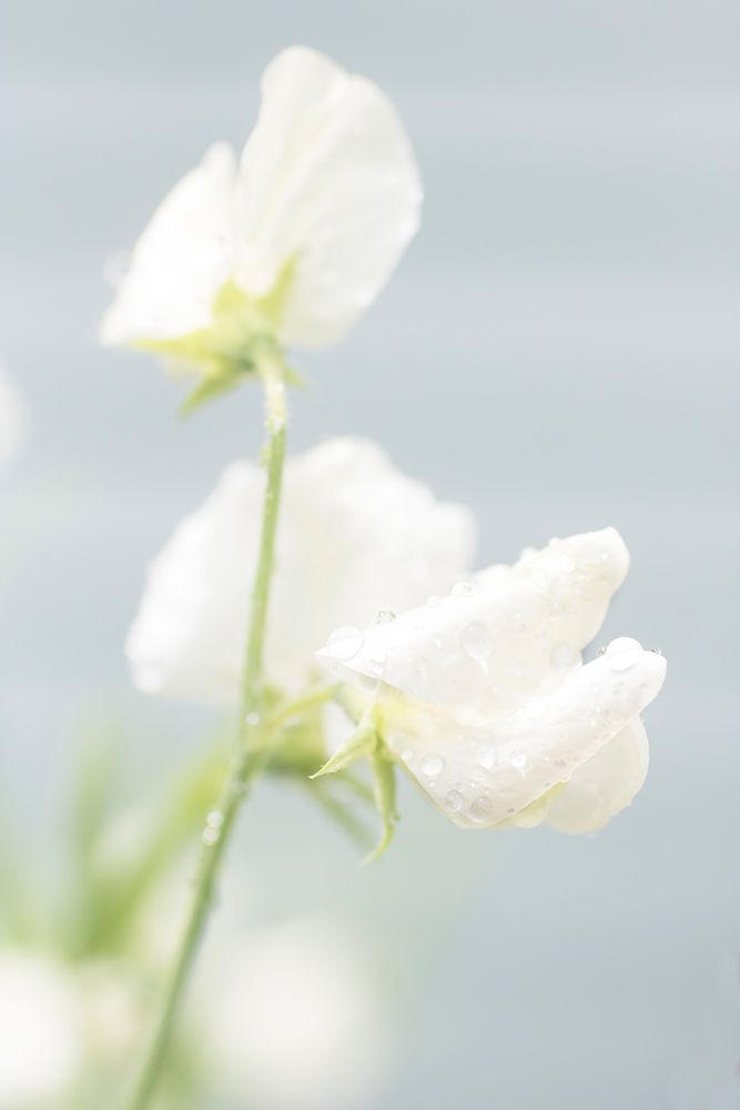 White Sweet Pea