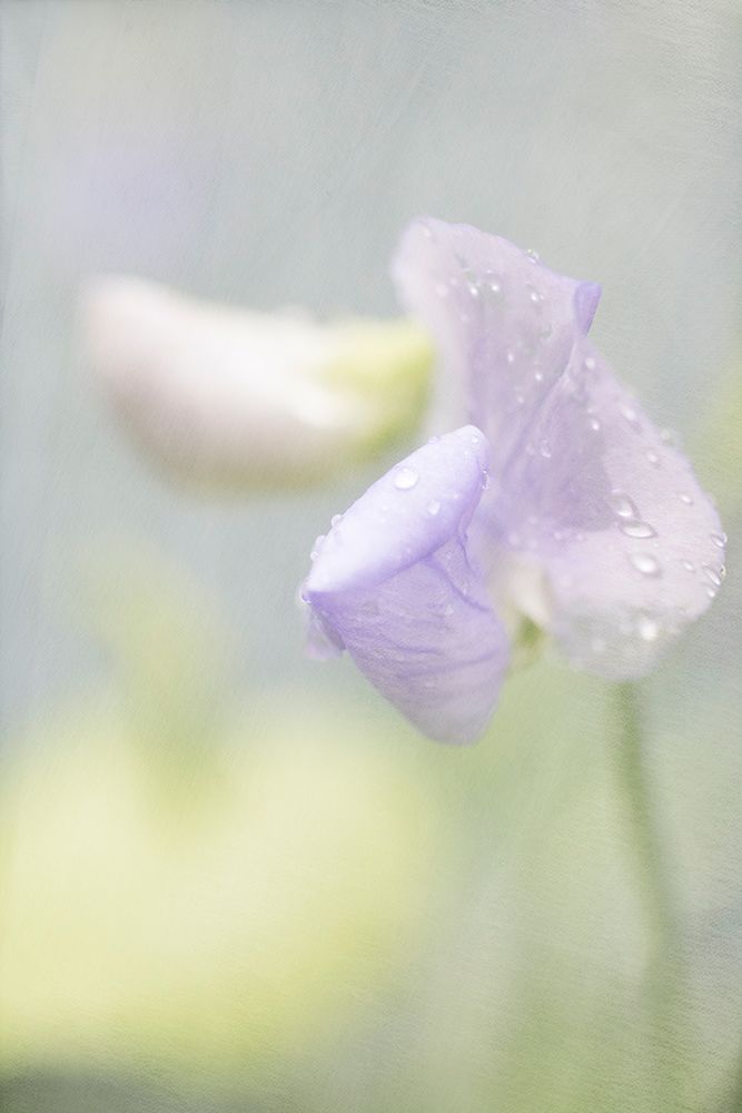 Purple Sweet Pea