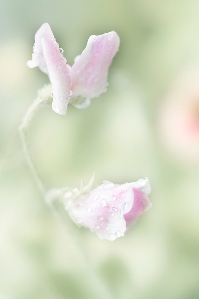 Pink Sweet Pea