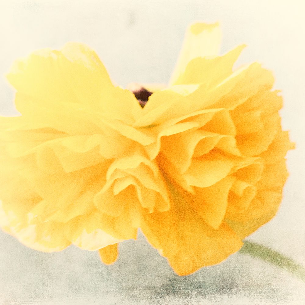 Tutu