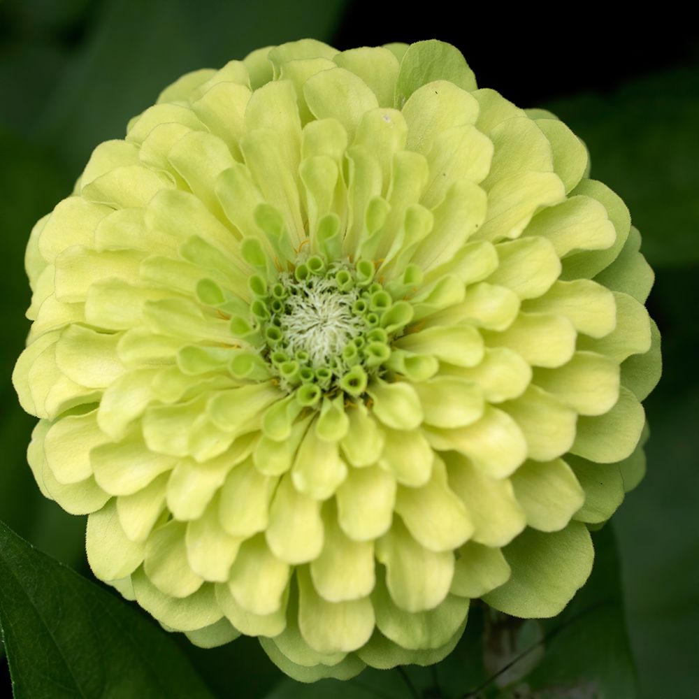 Green Zinnia