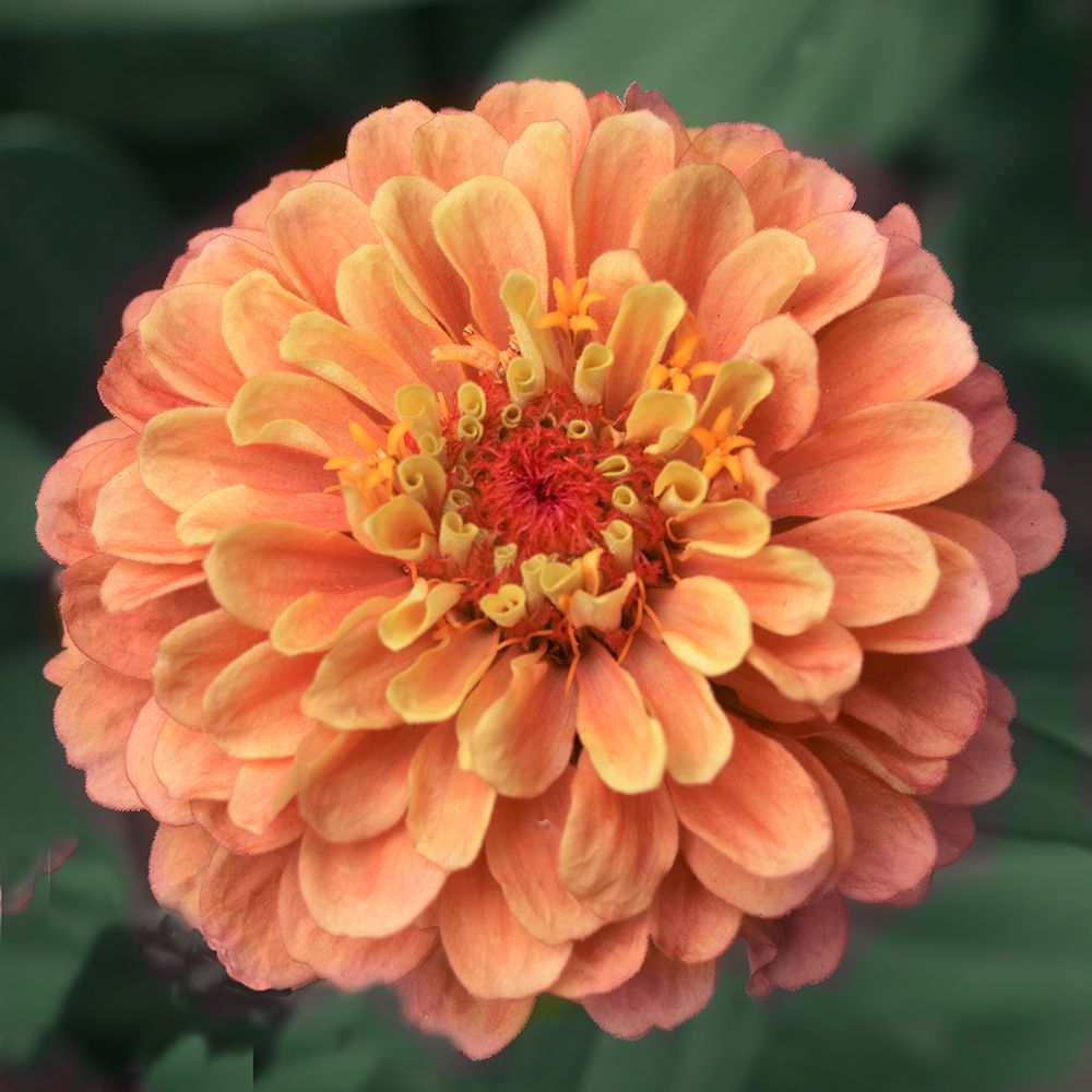 Petals