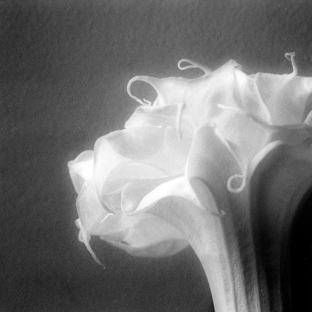 Light