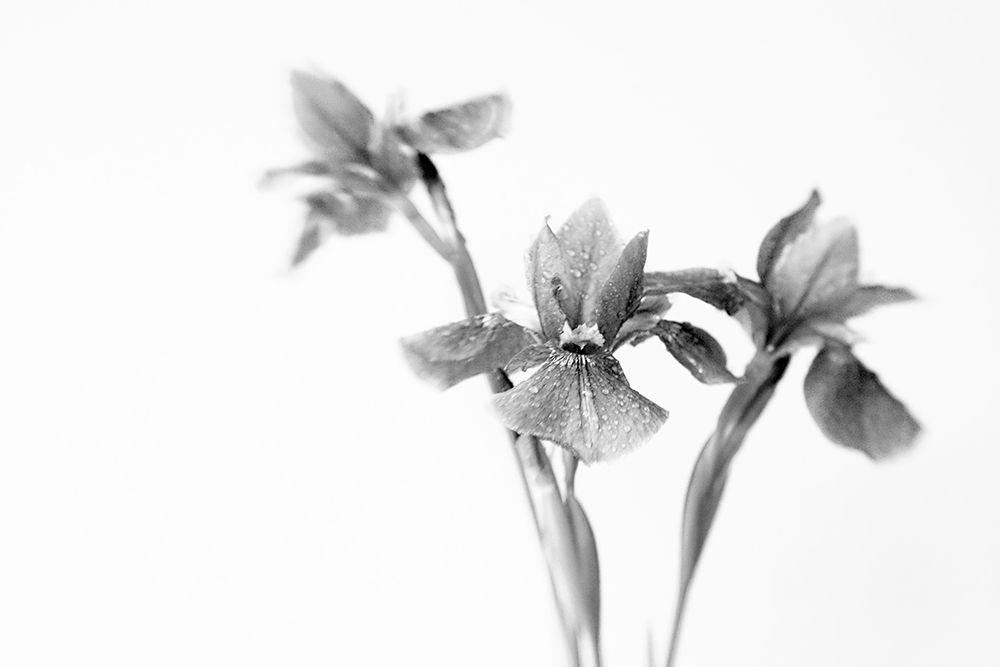 Black Iris