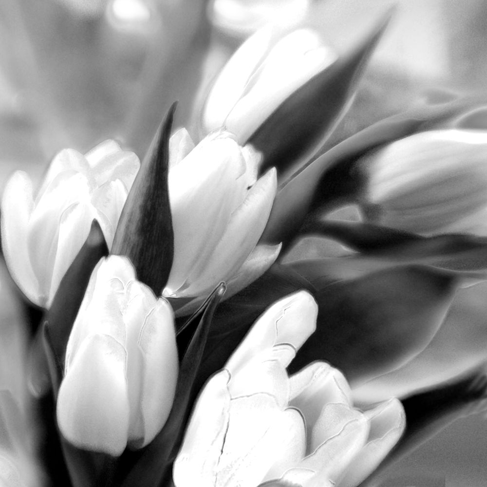 Tulip Dream