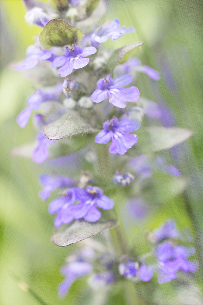 Blue Day