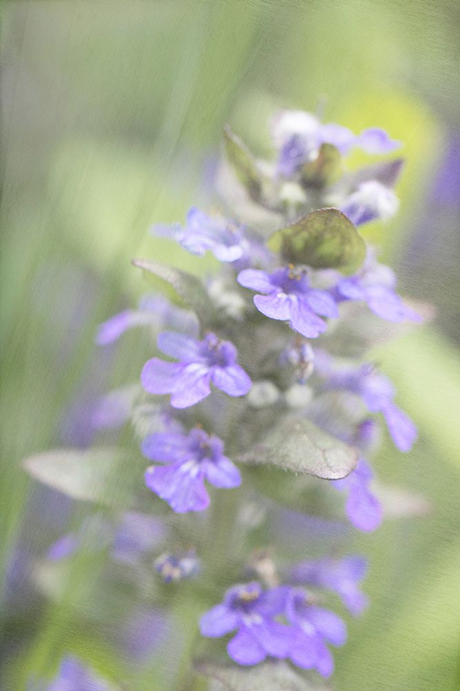 Blue Morning