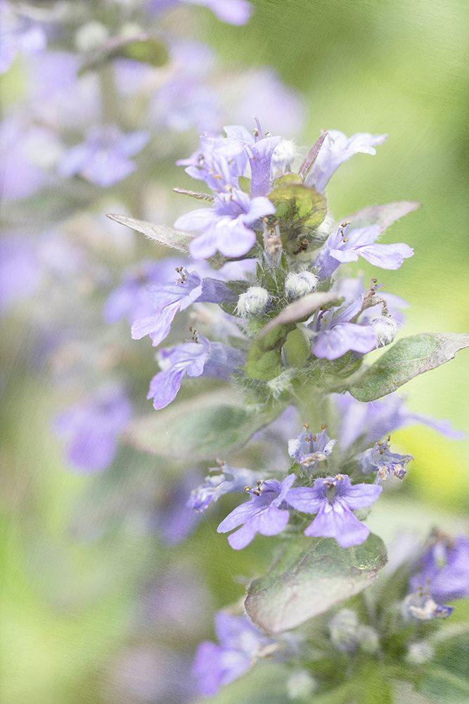 Blue Light