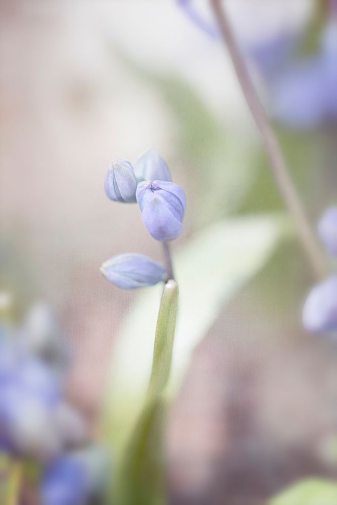 Scilla