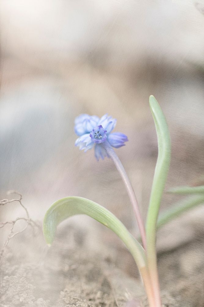 Spring Morning