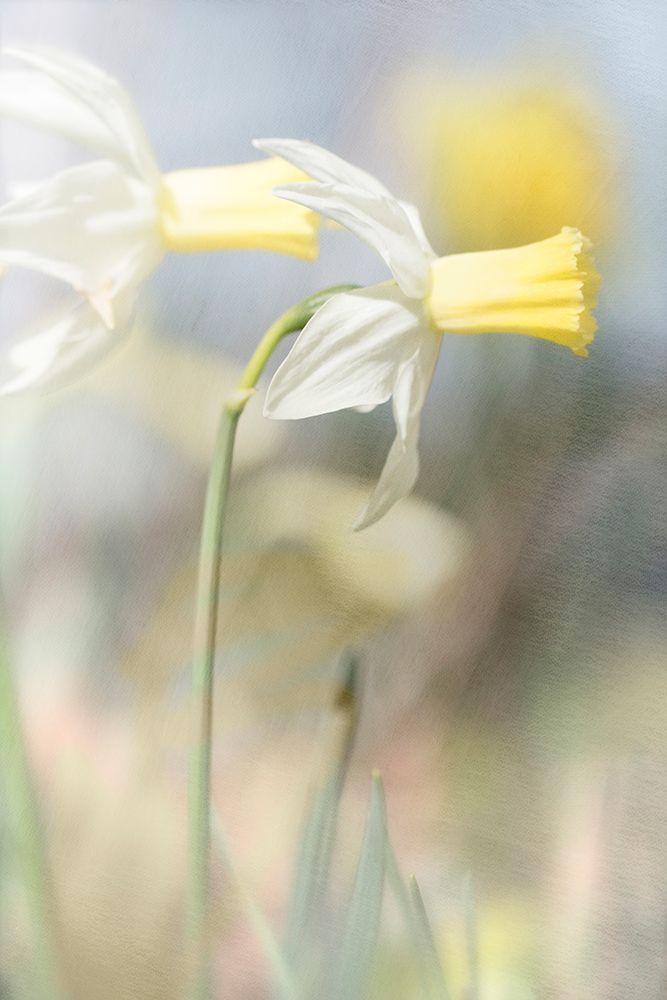 Jonquil