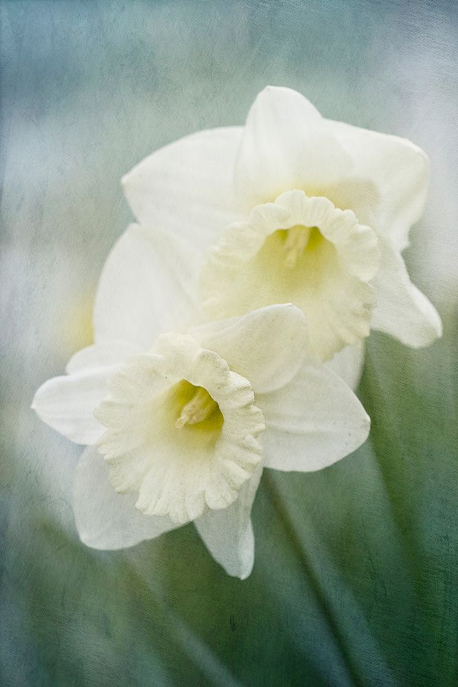 White Daffodils