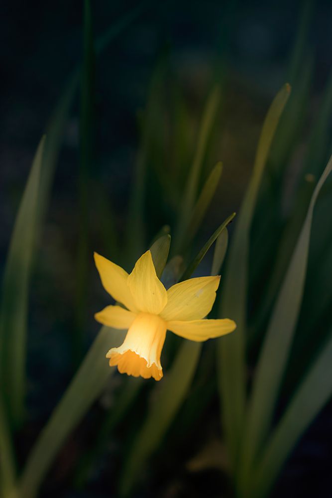 Narcissus