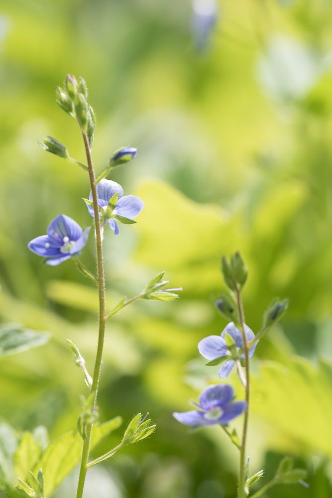 Meadow