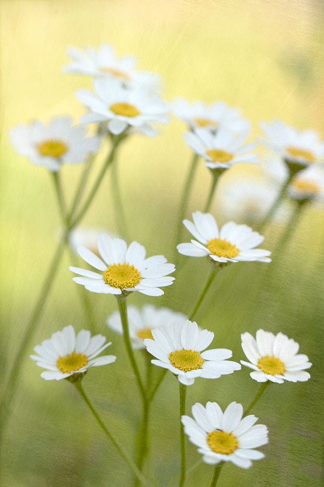 Daisies