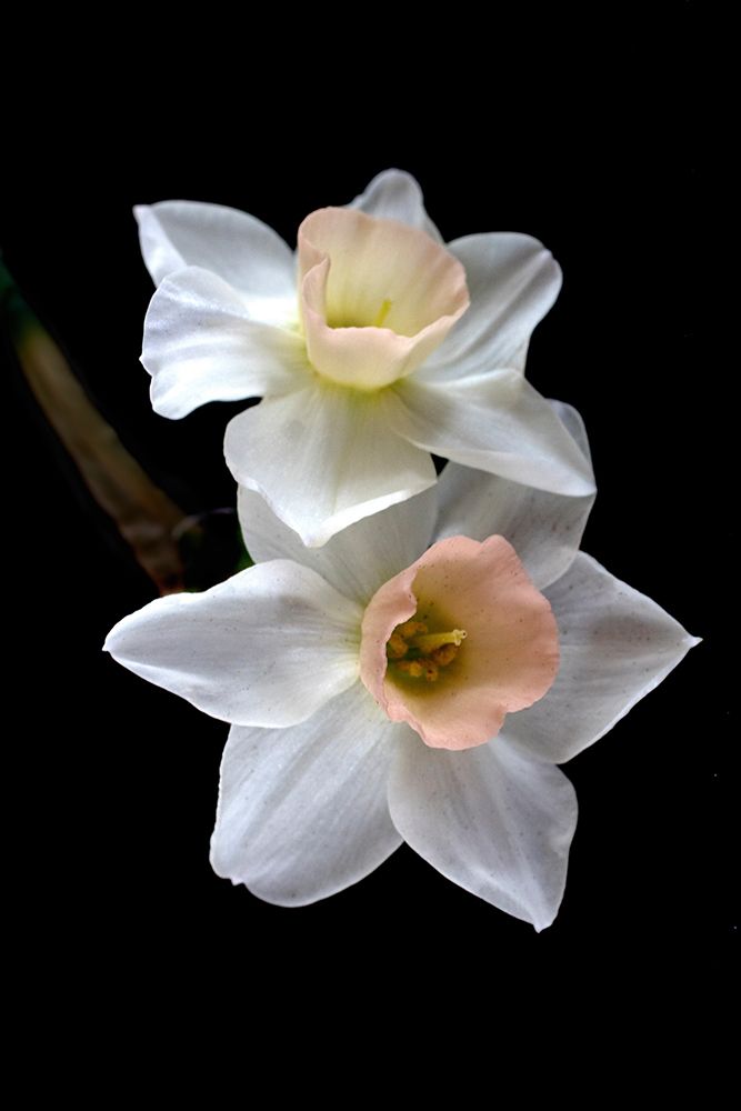 Pink Narcissus