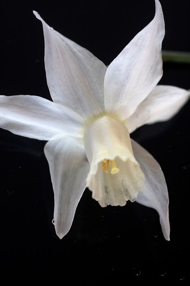 White Jonquil