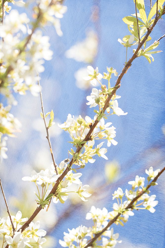 Blue Sky
