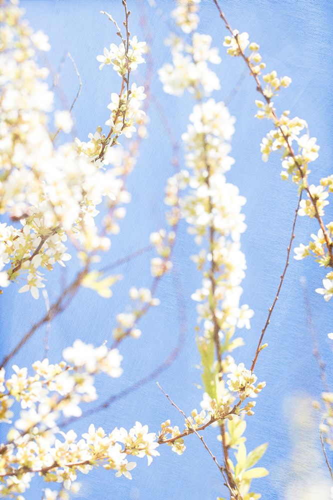 Blue Morning