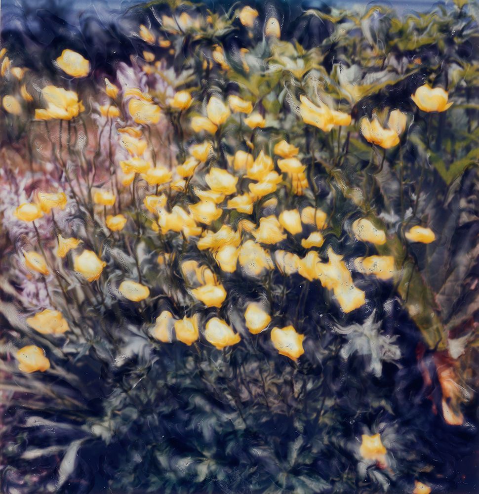 Buttercups