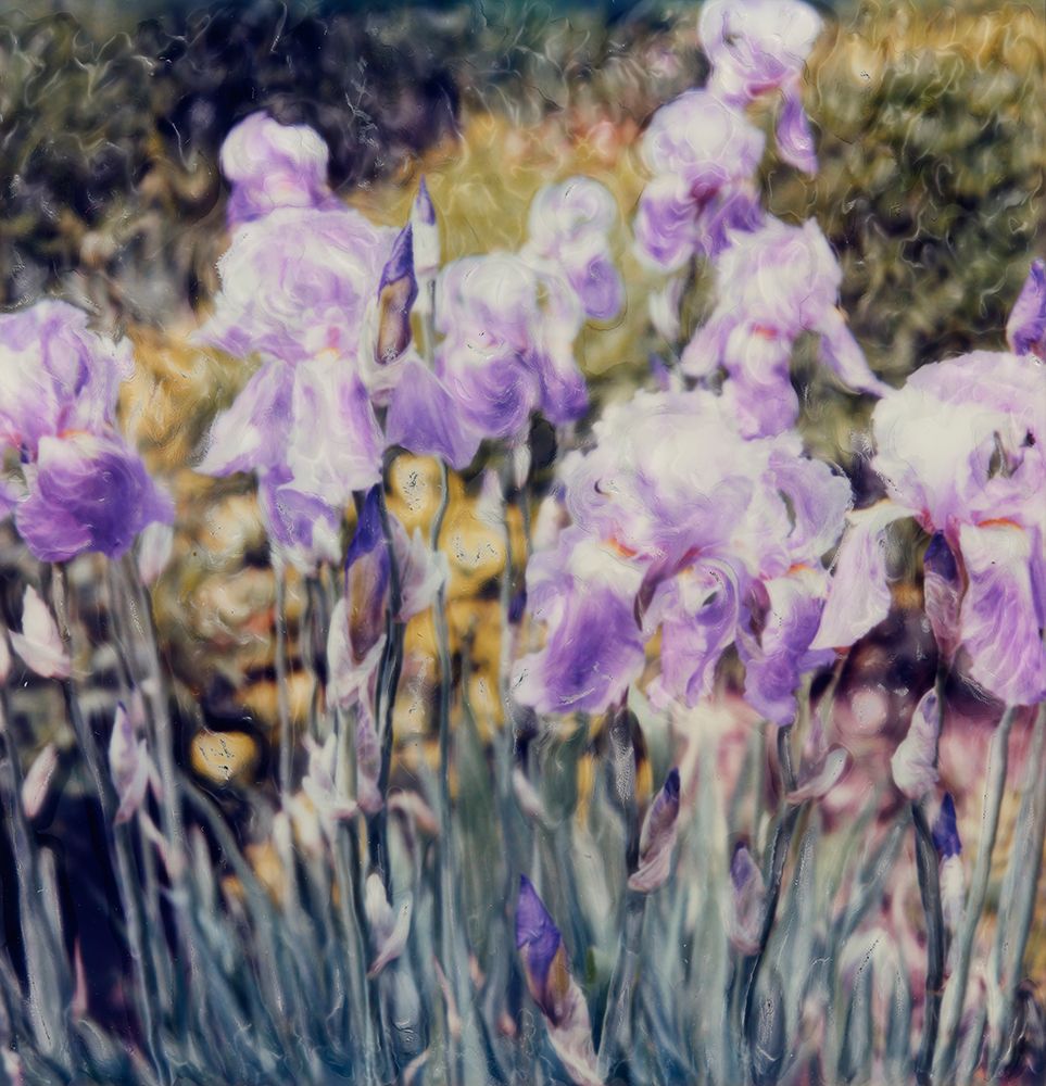 Iris Garden
