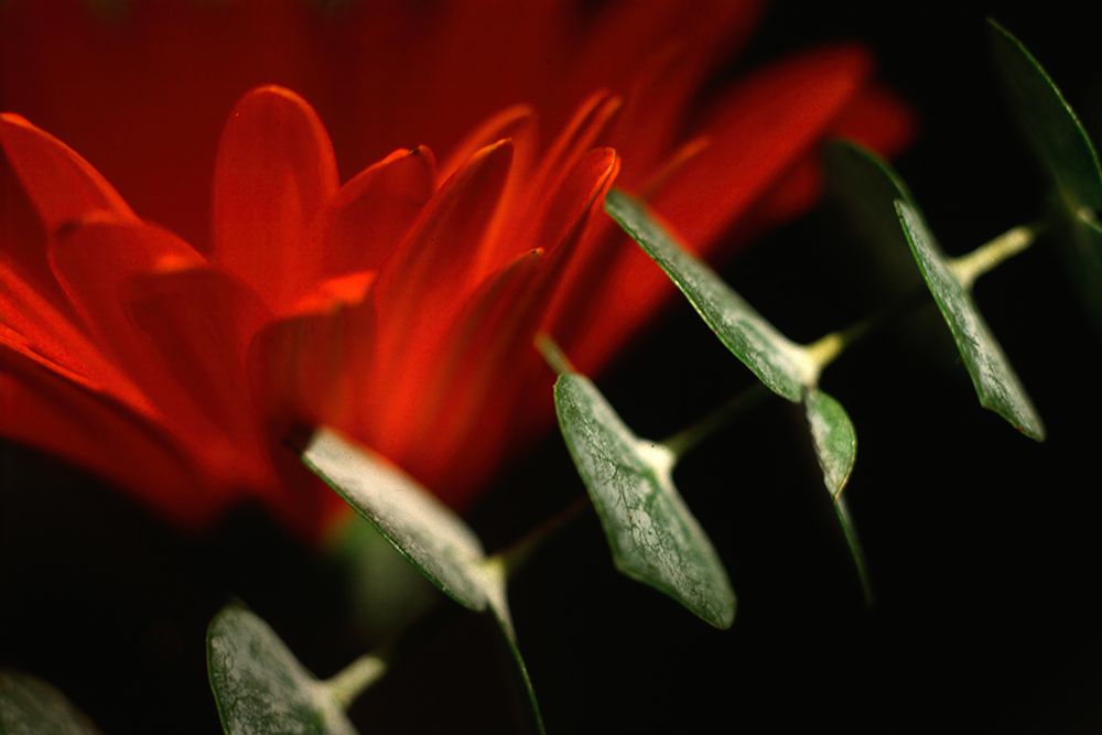Red Daisy