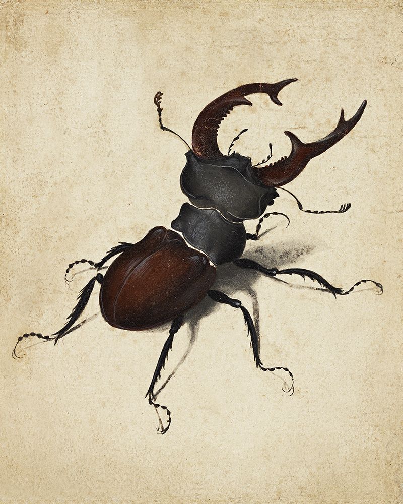 Stag Beetle 1505