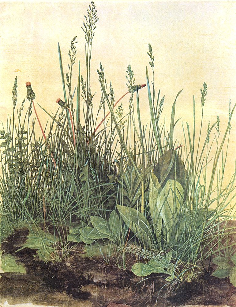 The Large Piece of Turf 1503