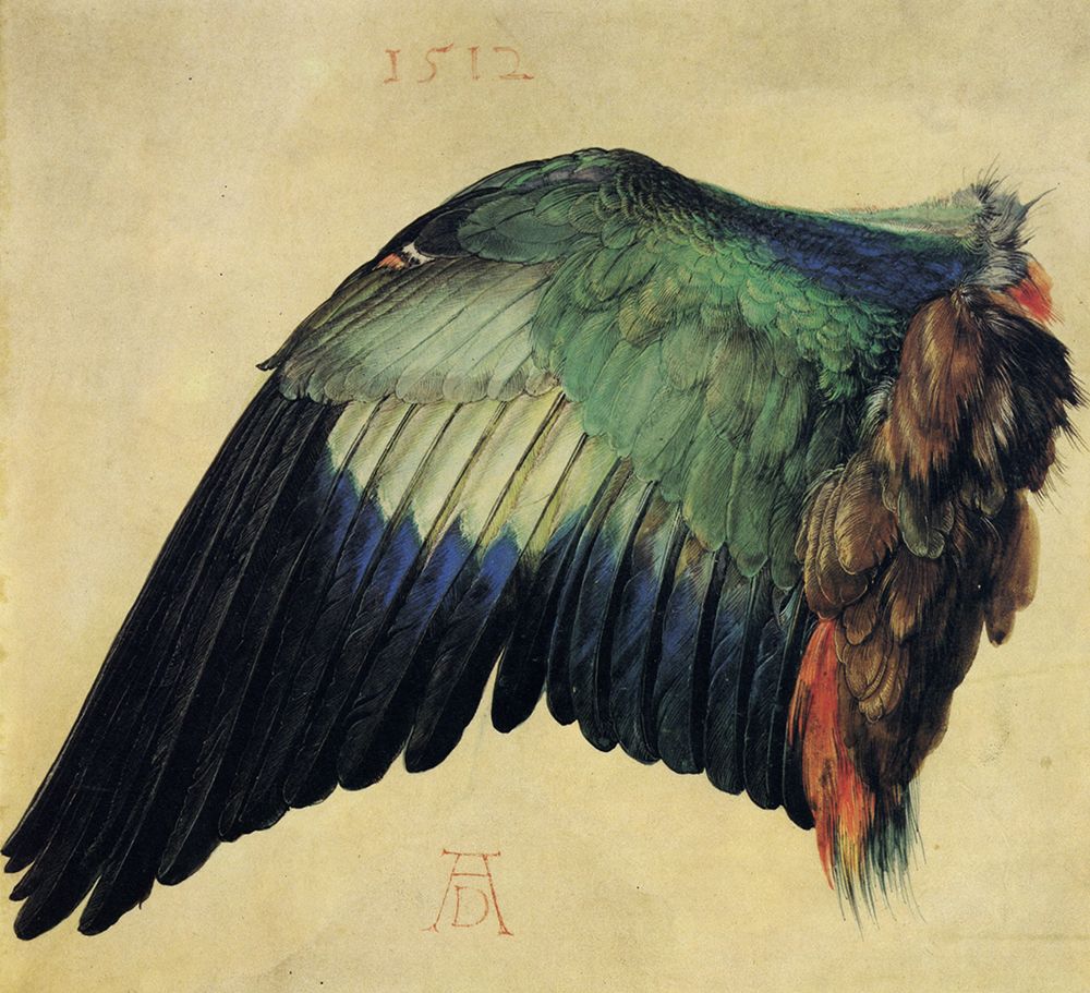 Wing of a Roller 1512