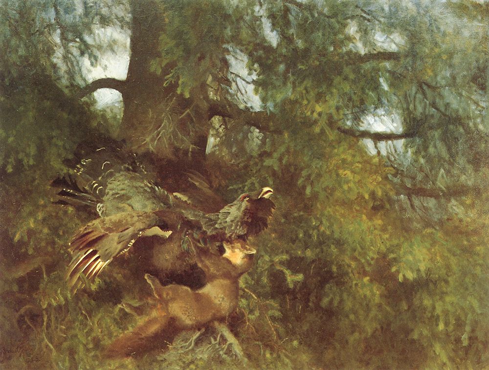 Marten attacking Capercaillie 1923