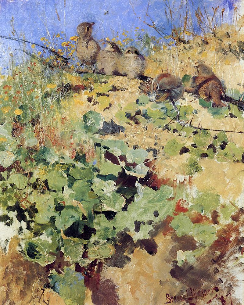 Shrike Fledgelings 1887