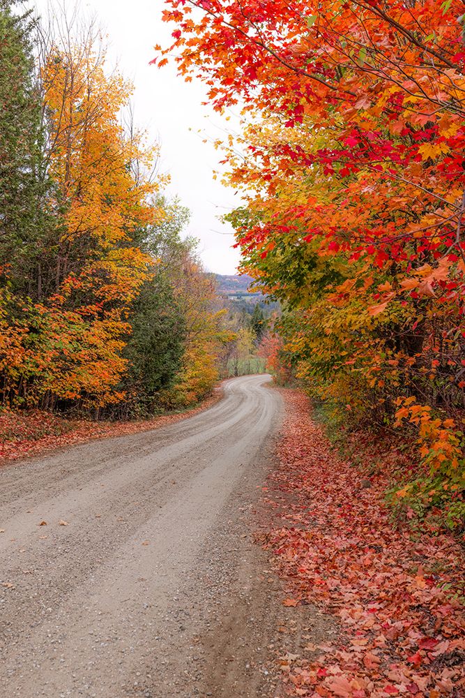 Autumn Along a Country Road