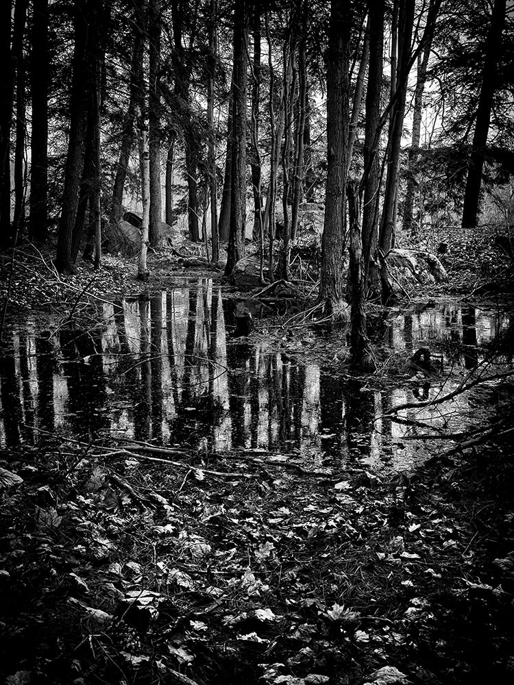 Gullwing Lake No 5