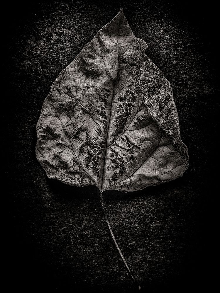 Leaves No 1 Black and White